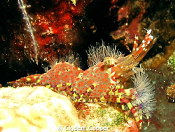 Marbled Shrimp (Saron marmoratus) by Cigdem Cooper 